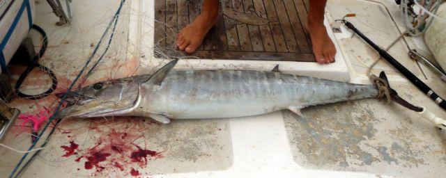 27 Aug 2010<br>Nice catch, the second crossing Kamoka. Tazar a 15 to 20 kg, raw fish for several days. The epic was drawn on board at will. <br> Sailboat Kamoka between Tonga and New Caledonia, South Pacific. by Google Translate