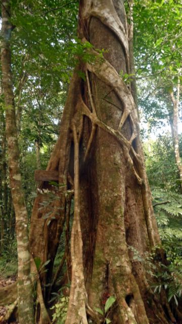 11 Sep 2010<br>Tree creeper. <br> Pic Malaoui, Noumea, New Caledonia by Google Translate