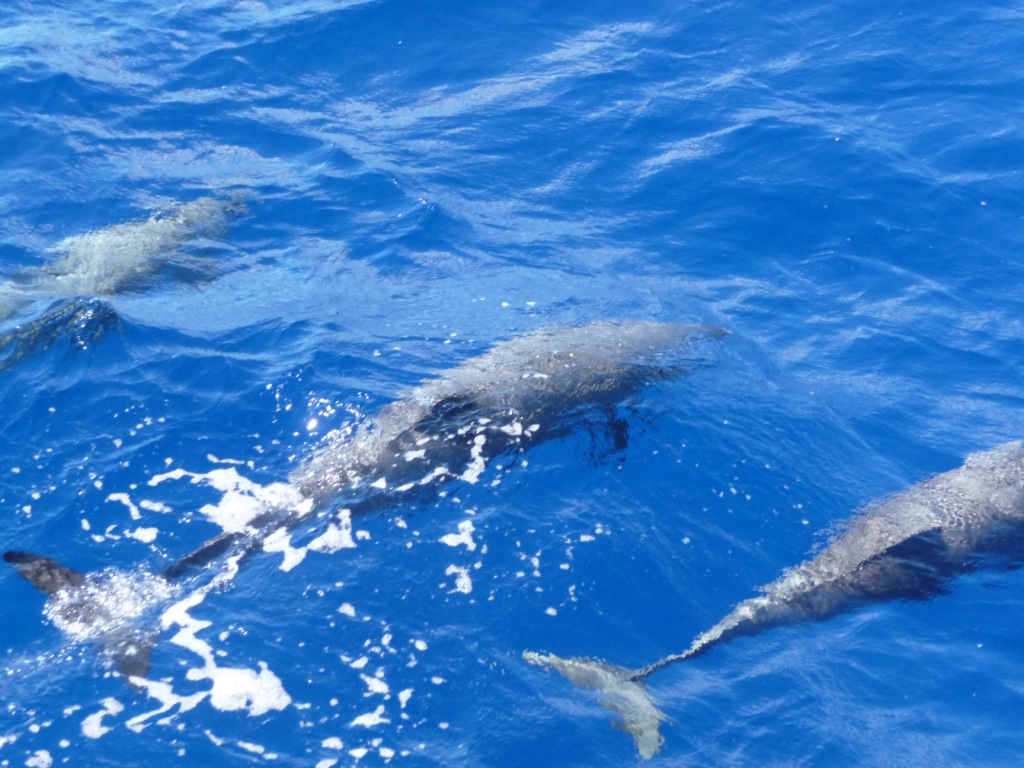 16 Dec 2008<br>Rencontre espérés, attendue, fétée : les dauphins font 3 fois leur apparition, nous souhaitant la bienvenue dans les mers australes. Nous évons Luis et moi de sauter vers eux, mais le capitaine veille, vigilant et responsable de son équipage. Nous nous abstenons, pour cette fois-ci...<br>Selya, Atlantique, entre Cap Vert et Brésil
