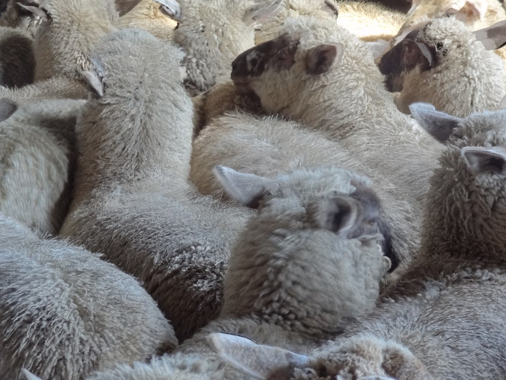 09 Feb 2013<br>Tonte des moutons.<br>Bulls, Ile du Nord.