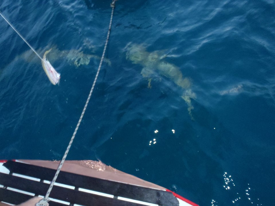 25 Apr 2013<br>Le jeu du requin consiste à accrocher un bout de poisson au bout d'une corde et à attendre les requins. Très débile comme jeu, on adore!<br>Ile des Pins, Nouvelle-Calédonie.