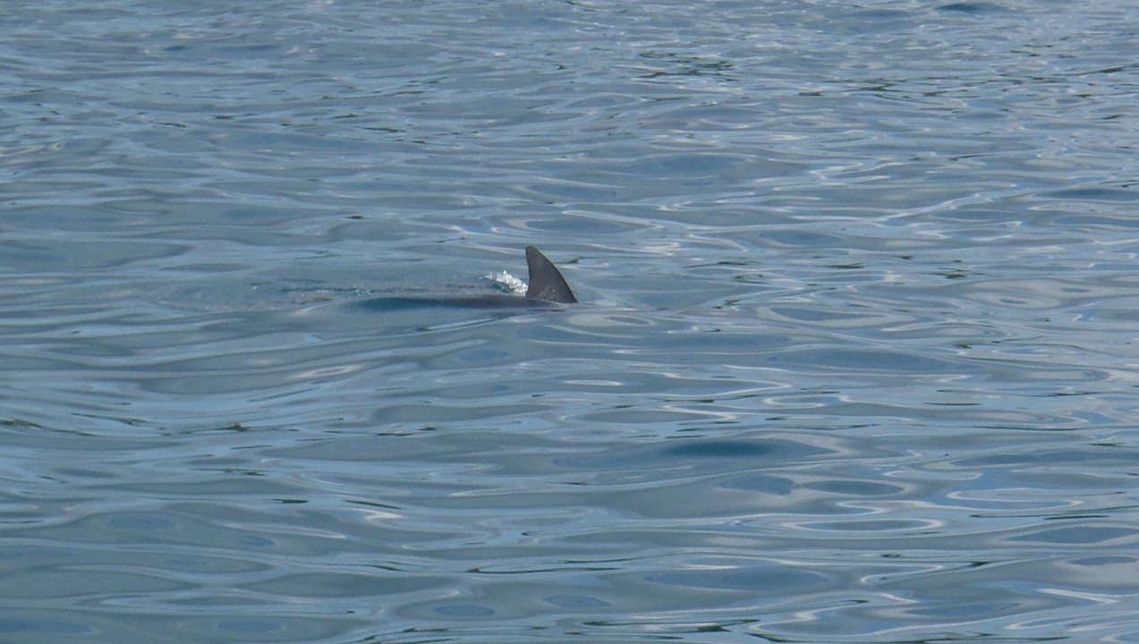 03 May 2013<br>Requin en vue, sortez les appâts!<br>Lagon sud, Nouvelle-Calédonie.