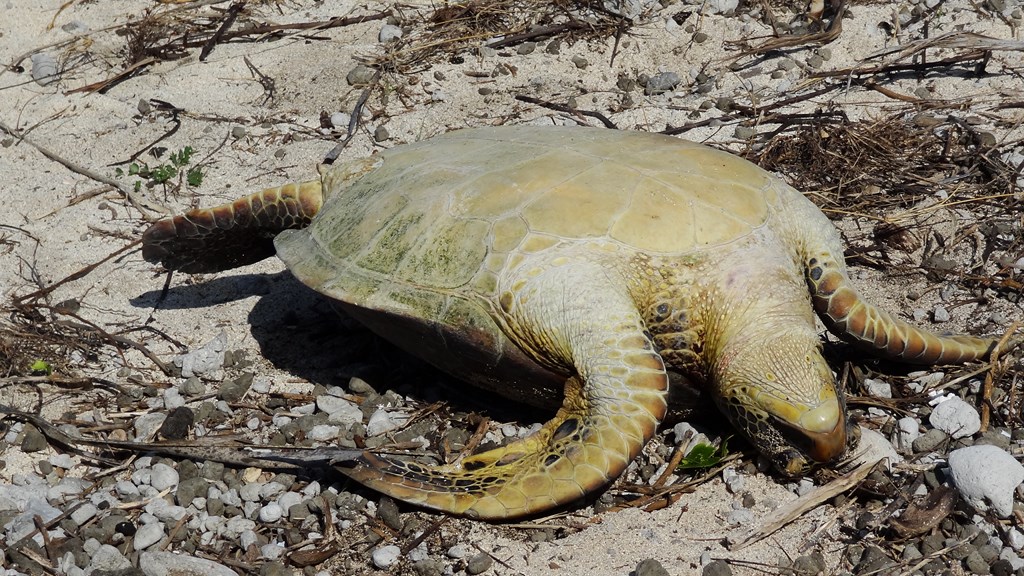 Ailleurs protégée, la tortue est ici un met de choix<br>Ile de Tanna, Vanuatu.