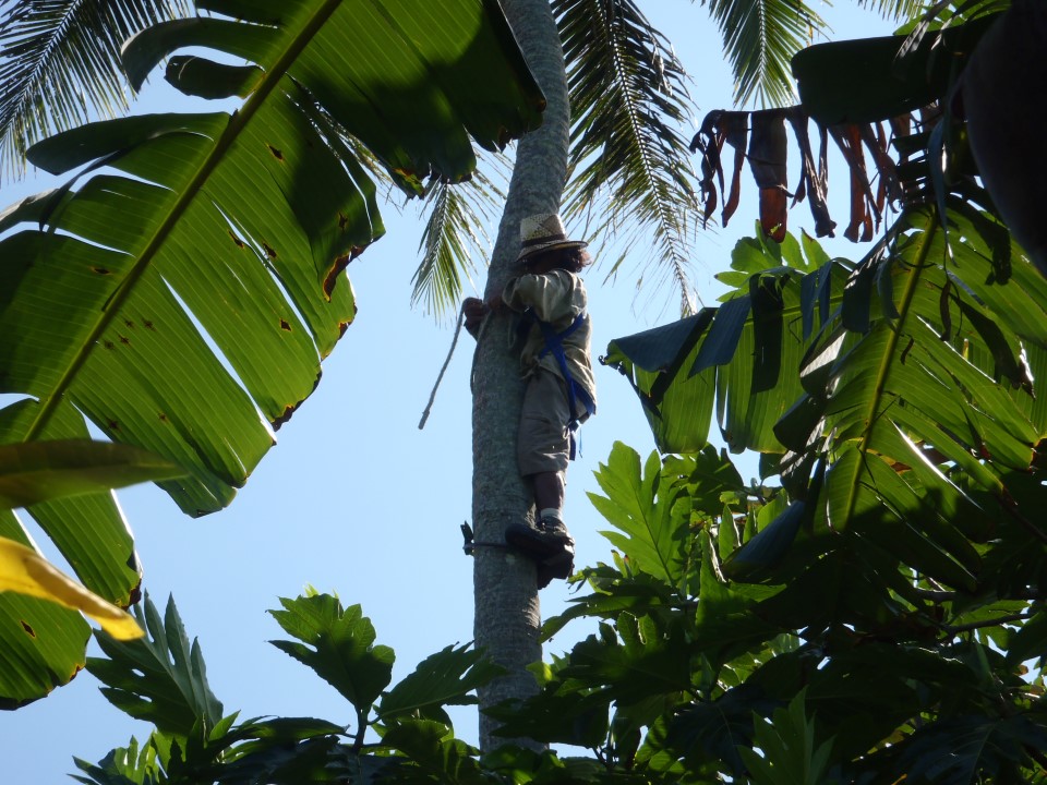 Un tahitien de passage se prend l'envie d'une coco fraiche. Equipé, il grimpe très haut dans le cocotier.<br>Port Résolution, Ile de Tanna, Vanuatu.