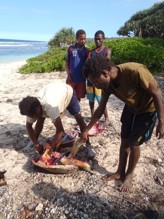 Tortue, étape 2. On ouvre la bête comme une boite de conserve.<br>Port Résolution, Ile de Tanna, Vanuatu.