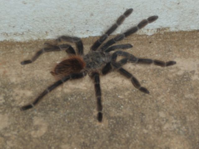 31 Jan 2009<br>My little creatures loved the evening, I who have always been arachnophobic! I can say goodbye to the camp throughout the region now! <br> Minas Gerais, Brazil by Google Translate