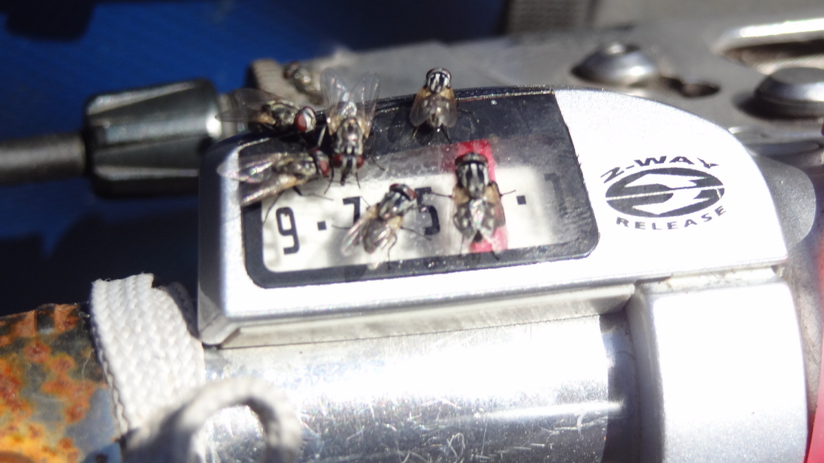 26 Dec 2013<br>Les mouches, fléau d'Australie.<br>Great Ocean Rd, VIC, Australie.