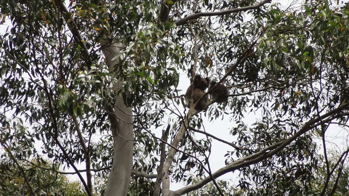 26 Dec 2013<br>Koala sur le bord de la route. Il faut être en vélo pour les voir!<br>Great Ocean Road, VIC, Australie.