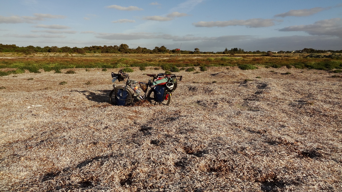06 Jan 2014<br>Dans les algues profondes.<br>Kingston, SA, Australie.