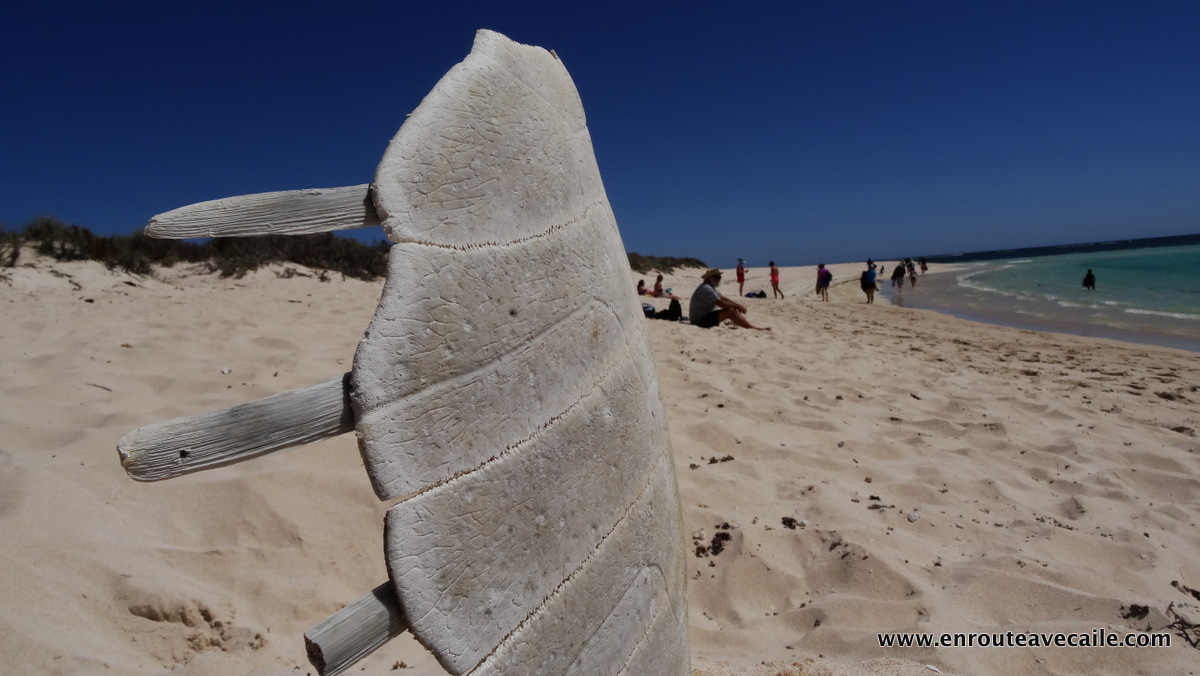 13 Apr 2014<br>Carapace de tortue.<br>Ningaloo NP, Western Australia.