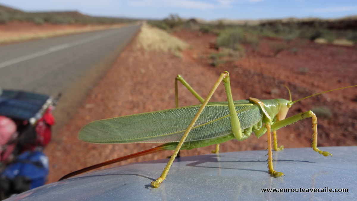 20 Apr 2014<br>Animal du désert.<br>Karijini NP area, Western Australia.