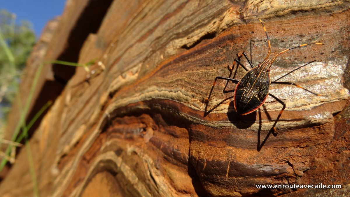 25 Apr 2014<br>Insecte. Nom inconnu.<br>Karijini NP area, Western Australia.