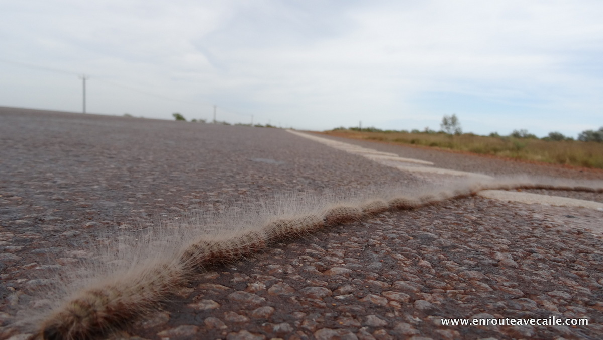01 May 2014<br>C'est la chenille qui redémarre!<br>Port Hedland area, Western Australia.