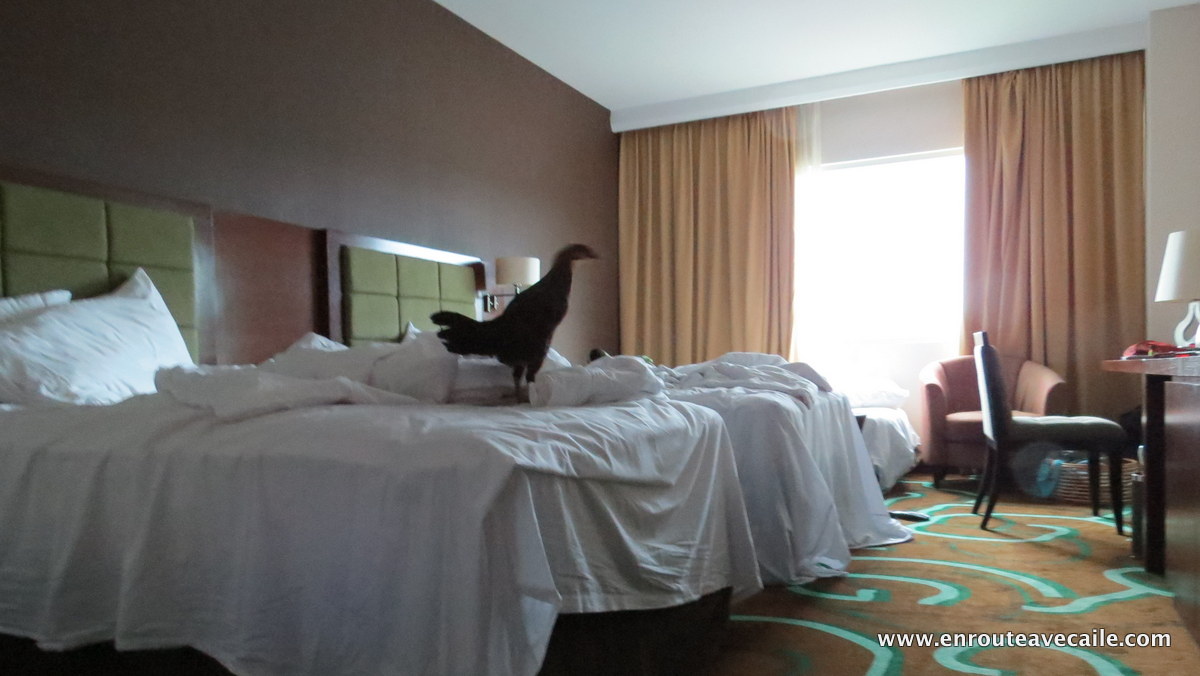 27 Aug 2014<br>A telle point qu'il me glisse une poule dans ma chambre d'hotel pour blaguer!<br>Ambon, Indonésie.
