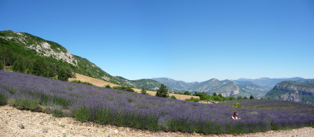 15 Jul 2008<br>Bucolic view ... we reached the first fields of lavender with Mary ptite my sister. Intoxicating scents of these we go down the pass at full speed later.