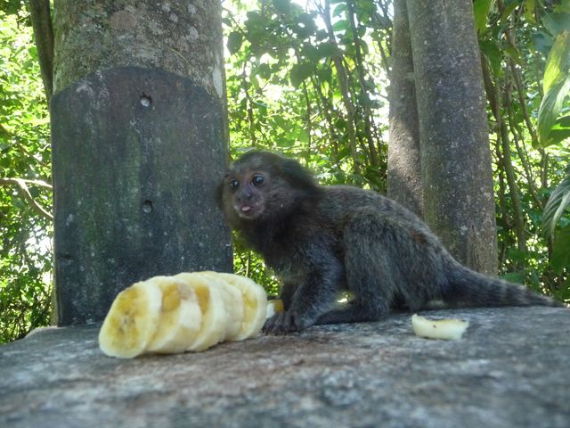 19 Feb 2009<br>Parque da Cidade (my garden) is home to monkeys to my delight. <br> Niteroi, Rio de Janeiro, Brazil