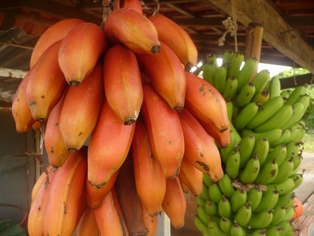 12 Mar 2009<br>Brésil, pays de la banane, d'ailleurs mon carburant principal et préféré. Il existe plusieurs centaines d'espèces différentes. Ici les voila rouges. Une carte postale à celui ou celle qui m'en trouve des bleus!<br>Ipatetininga, Sao Paulo, Brésil
