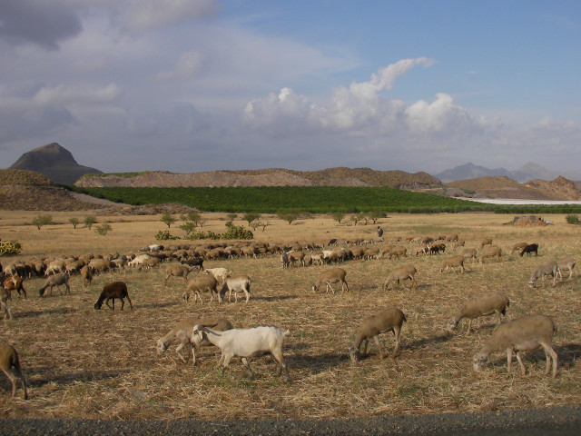 23 Aug 2008<br>Spain, Almeria region, sudtroupeau goats in a desolate landscape. Beauty of wildlife.