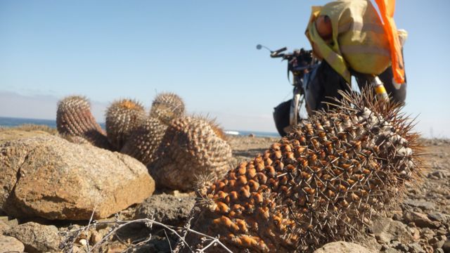 25 Jul 2009<br>Coastal Chilean desert cactus. <br> Atacama Desert, Chile