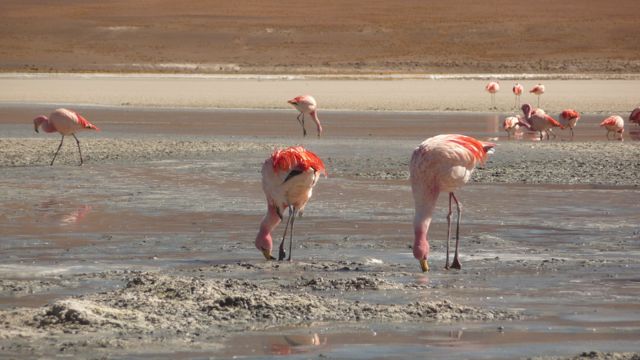 24 Aug 2009<br>We follow the road lagoons, salt lakes where there is a special fauna. Here beautiful flamingos inhabit the laguna.Sud-Lipez, Bolivia by Google Translate