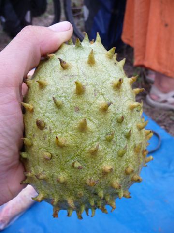 Voila un de ces fruits étranges que l&rsquo;on trouve dans ces régions équatoriales. Le premier à me donner le nom recevra une belle carte postale !!!Equateur