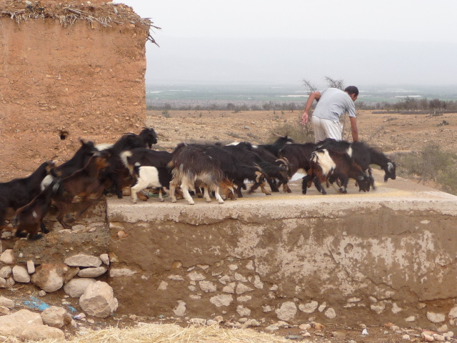 20 Sep 2008<br>Brahim&#39;s house, Tafinegoult, south side of High Atlas <br> At the food!
