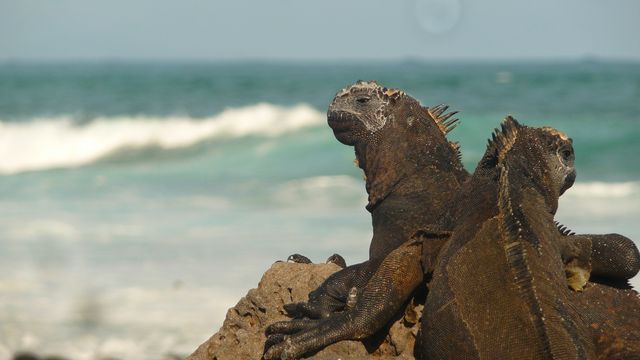Marine iguanas Galápagos.Isla of Santa Cruz, Galapagos