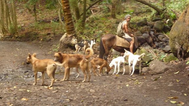 04 May 2010<br>The Marquesan hunt wild pigs and goats on horseback with dogs. Dogs catch the beast and they end up in the couteau.Iva Oa, Marquesas Islands