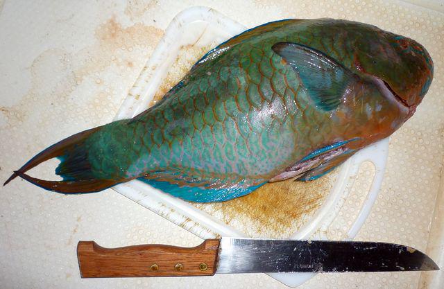25 May 2010<br>Parrot fish spear fishing at night in the lagoon with the Marquesan Jean Pierre. Delicious raw fish! Fakarava, Tuamotu, French Polynesia